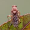 Suillia gigantea